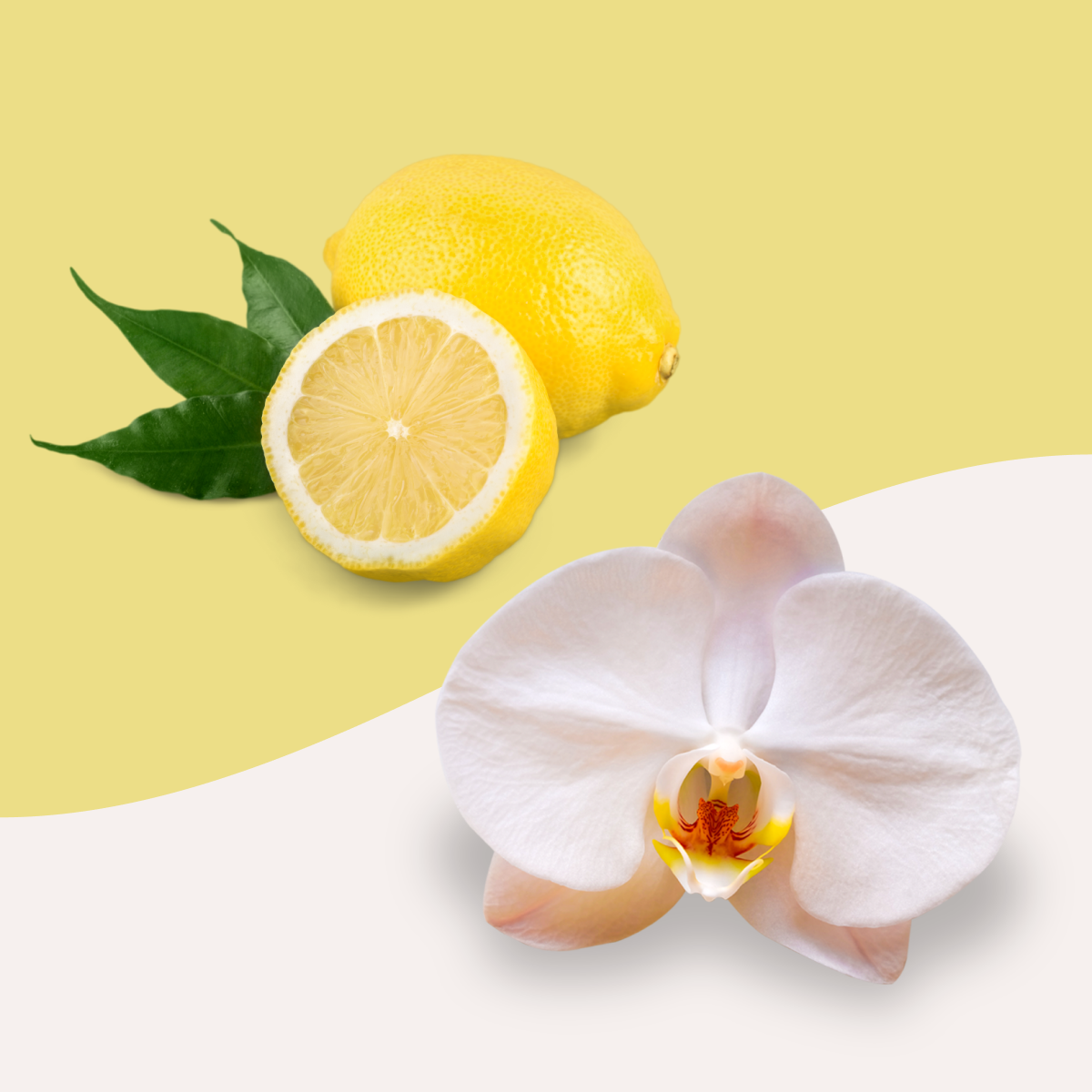lemon blossom + orchid – Vim + Vigor Candle Co