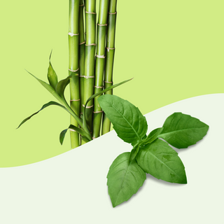 bamboo + basil
