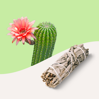 cactus flower + desert sage