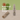 Cactus Flower + Desert Sage Room Spray